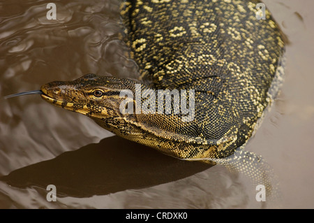 L'Asiatique commun, moniteur, moniteur de l'eau l'eau courante, moniteur moniteur malais (Varanus salvator), dans l'eau Banque D'Images