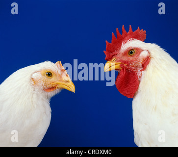 BARD CROSS BROILER, 6 semaine (POULETTE/COQUELET) STUDIO Banque D'Images