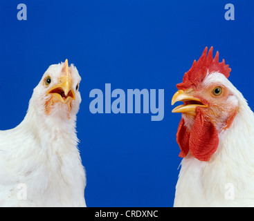 BARD CROSS BROILER, 6 semaine (POULETTE/COQUELET) STUDIO Banque D'Images