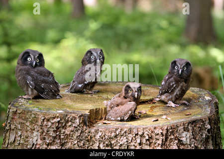 La chouette de Tengmalm (Aegolius funereus), les jeunes oiseaux Banque D'Images