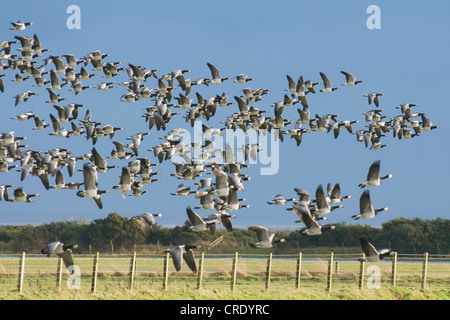 Bernache nonnette (Branta leucopsis), les oies de bernache en vol, Royaume-Uni, Ecosse, Caerlaverock Banque D'Images