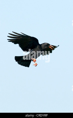 Crave à bec rouge (Pyrrhocorax pyrrhocorax), en vol, Royaume-Uni, Ecosse, Islay Banque D'Images