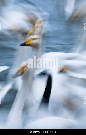 Cygne chanteur (Cygnus cygnus), impression de cygnes chanteurs, Royaume-Uni, Ecosse Banque D'Images