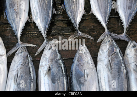 Le thon, le marché aux poissons à Galle, Sri Lanka, Ceylan, l'Asie Banque D'Images