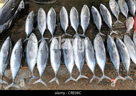 Le thon, le marché aux poissons à Galle, Sri Lanka, Ceylan, l'Asie Banque D'Images