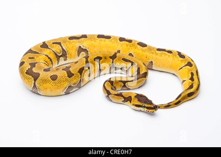 Python royal (Python regius), Super Enchi, homme, Markus Theimer reptile reproduction, Autriche Banque D'Images