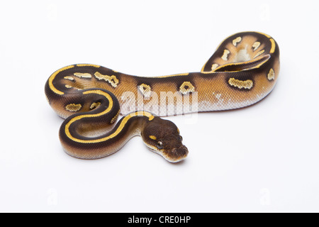 Python royal (Python regius), Mojave tête noire, femme, Markus Theimer reptile reproduction, Autriche Banque D'Images