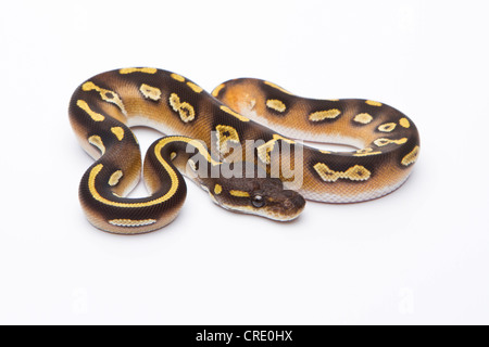 Python royal (Python regius), Mojave Black Head, homme, Markus Theimer reptile reproduction, Autriche Banque D'Images