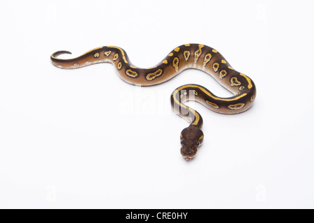 Python royal (Python regius), Mojave Black Head, homme, Markus Theimer reptile reproduction, Autriche Banque D'Images