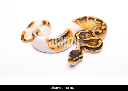 Python royal (Python regius), Pastel Piebald, femme, Willi Obermayer, élevage de reptiles Autriche Banque D'Images