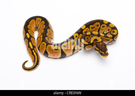 Python royal (Python regius), Tête Noire Het Spider Ghost possible Het Albino, femme, Willi Obermayer, élevage de reptiles Autriche Banque D'Images