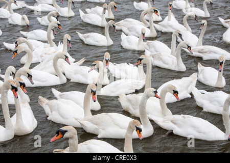 Les Cygnes tuberculés Abbotsbury Swannery au dans le Dorset, UK. Banque D'Images