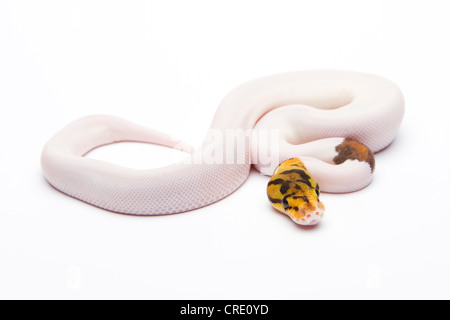 Python royal (Python regius), Bumble Bee Piebald, homme, éleveur de reptiles Willi Obermayer, Autriche Banque D'Images