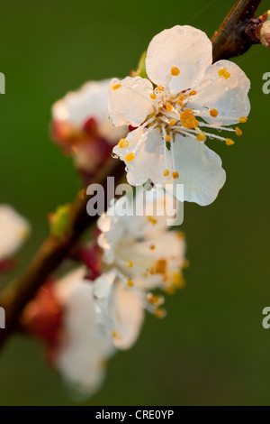 La floraison d'abricot (Prunus armeniaca) au printemps Banque D'Images