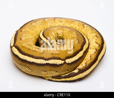 Python royal (Python regius), Superstripe, homme, éleveur de reptiles Willi Obermayer, Autriche Banque D'Images