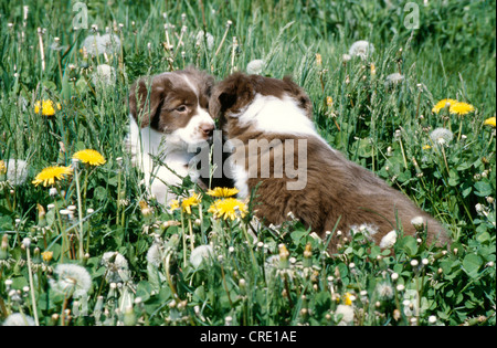 Chiots berger australien, 6 SEMAINES Banque D'Images