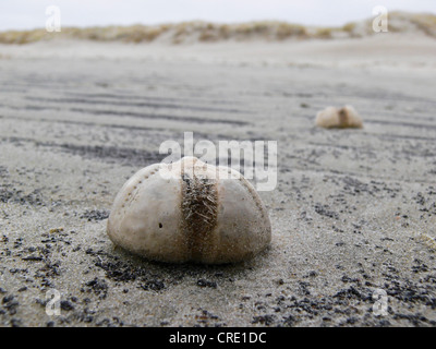 Coeur-commun, de l'oursin oursin de mer, coeur de pomme de terre (Echinocardium cordatum), deux individus à tideland, ALLEMAGNE, Basse-Saxe, Spiekeroog Banque D'Images