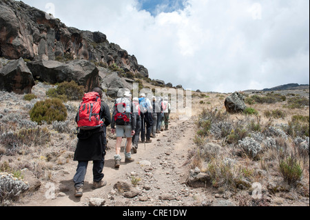 L'alpinisme, le trekking, le groupe d'alpinistes l'ordre croissant, au-dessus de la ligne des arbres sur le chemin près de Zebra Rocks, Marangu route Banque D'Images