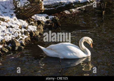 Swan la natation dans l'eau glacée comme la neige recouvre le sol dans une couverture blanche Banque D'Images