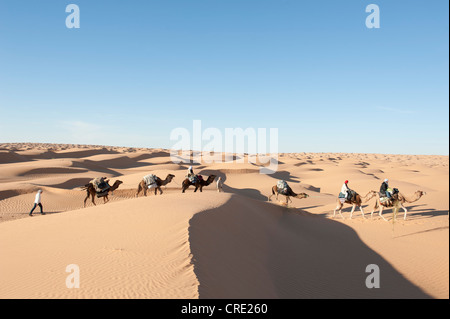 Tourisme durable, trekking de chameau, chameaux, dromadaires (Camelus dromedarius), dunes de sable, désert du Sahara entre Douz et Ksar Banque D'Images