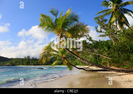 Le cocotier (Cocos nucifera) à Baie Lazare, l'île de Mahé, Seychelles, Afrique, Océan Indien Banque D'Images