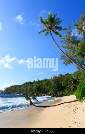 Le cocotier (Cocos nucifera) sur Anse Takamaka beach, l'île de Mahé, Seychelles, Afrique, Océan Indien Banque D'Images