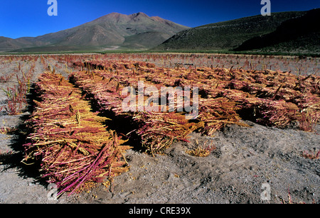 Le quinoa (Chenopodium quinoa), quinoa champ près de San Juan del Rosario au Salar de Chiguana, Bolivie Banque D'Images