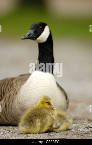 Bernache du Canada (Branta canadensis), des profils avec des poussins, Allemagne, Rhénanie du Nord-Westphalie Banque D'Images