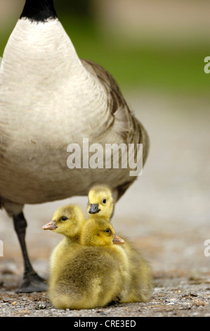 Bernache du Canada (Branta canadensis), des profils avec des poussins, Allemagne, Rhénanie du Nord-Westphalie Banque D'Images