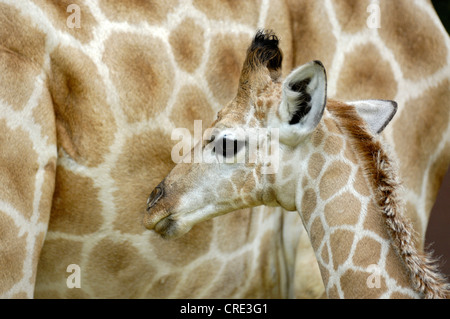 Girafe angolaise, fumée Girafe (Giraffa camelopardalis angolensis), les jeunes avec la mère Banque D'Images
