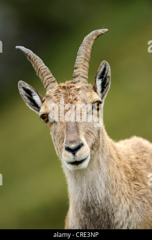 Bouquetin des Alpes (Capra ibex), portrait, Wang, Oberland Bernois, Suisse, Europe Banque D'Images