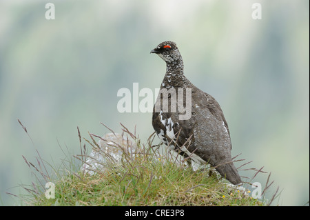 Lagopède ou le lagopède alpin (Lagopus muta), homme, été plumage, Wang, Oberland Bernois, Suisse, Europe Banque D'Images