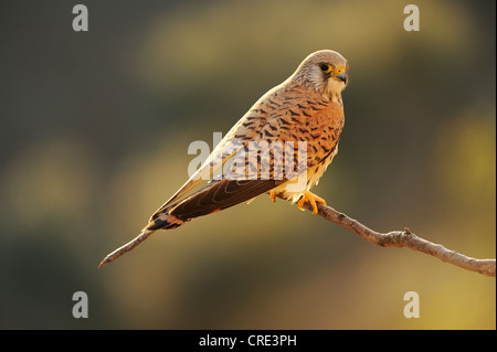 Faucon crécerellette (Falco naumanni), homme, perché sur une branche à l'aube, Quintana de la Serena, Badajoz, Estrémadure, Espagne, Europe Banque D'Images