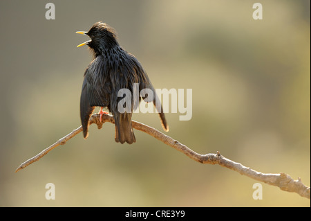 Spotless Starling (Sturnus unicolor), chant perché sur une branche Banque D'Images