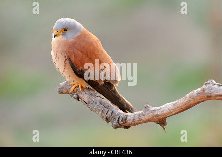 Faucon crécerellette (Falco naumanni), homme assis sur la branche Banque D'Images