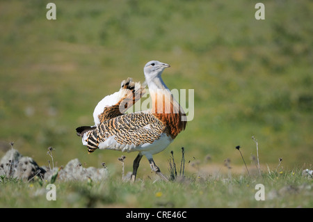 Grande outarde (Otis tarda), homme, la steppe d'itinérance de l'Estrémadure, Espagne, Europe Banque D'Images