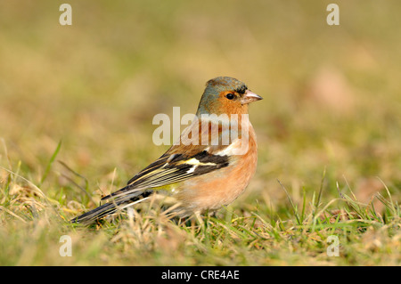 Chaffinch (Fringilla coelebs), homme Banque D'Images