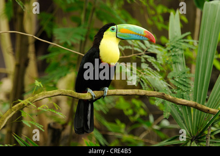 Toucan à carène, soufre-breasted Toucan, Toucan à Arc-en-ciel (Ramphastos sulfuratus) Banque D'Images