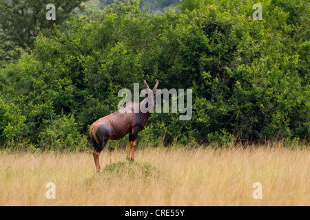 Topi (Damaliscus korrigum mâle) affichage sur termitière, parc national du lac Mburo, Ouganda Banque D'Images