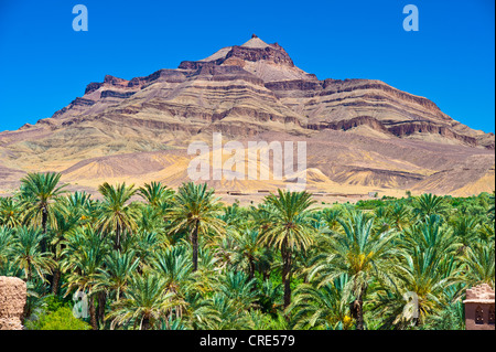 Date palmiers (Phoenix) dans une palmeraie en face du djebel Kissane, Draa-Valley la montagne, le sud du Maroc, Maroc Banque D'Images