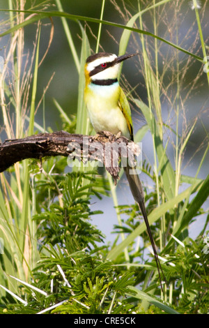 Blue-cheeked Bee-eater (Merops persicus) dans le parc national du lac Mburo, Ouganda Banque D'Images