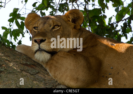 Lionne d'Afrique (Panthera leo) dans l'arbre, secteur Ishasha, Parc national Queen Elizabeth,l'Ouganda Banque D'Images