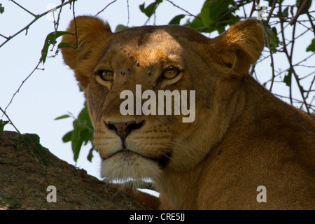 Lionne d'Afrique (Panthera leo) dans l'arbre, secteur Ishasha, Parc national Queen Elizabeth,l'Ouganda Banque D'Images