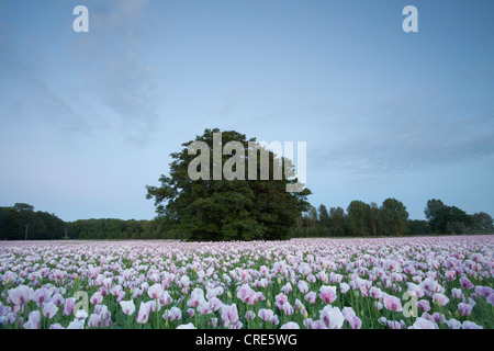 Domaine de pavot rose dans le Dorset, juin 2012, cultivé pour l'utilisation dans l'industrie pharmaceutique. Banque D'Images