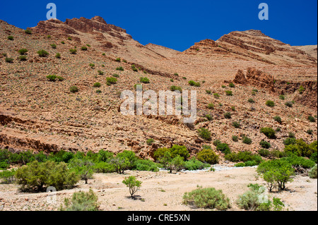 Paysage rocheux avec des arbres et arbustes poussant dans un lit de rivière à sec, l'Ait Mansour Valley, Anti-Atlas, le sud du Maroc Banque D'Images