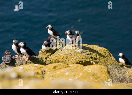 Groupe des macareux sur l'île de mai. Banque D'Images