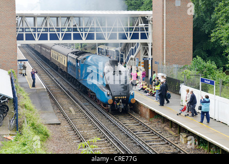 A4 'Pacifique' du Petit Blongios, le transport de la cathédrales Express s'arrête à Bracknell à prendre des passagers -1 Banque D'Images