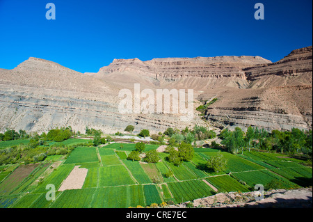 Paysage typique de la vallée de la rivière Dadès, champs cultivés des Berbères, la vallée du Dadès Banque D'Images