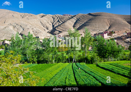 Paysage typique de la vallée de la rivière Dadès, petit village berbère, et les champs cultivés, la vallée du Dadès Banque D'Images