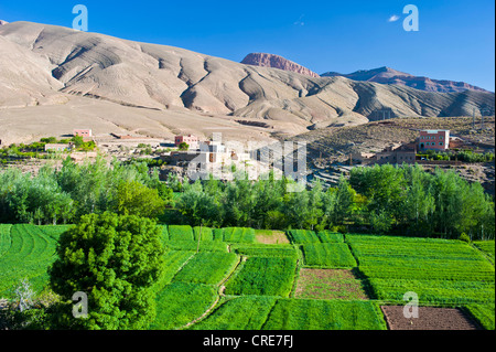 Paysage typique de la vallée de la rivière Dadès, petit village berbère, et les champs cultivés, la vallée du Dadès Banque D'Images